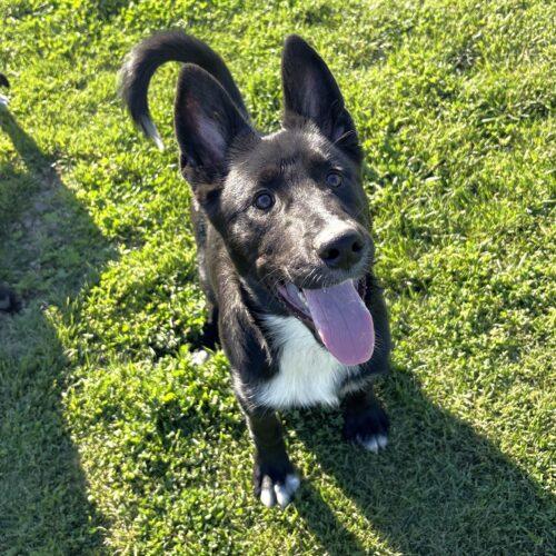 Oso, Adoptable, Young Male Siberian Husky & Mixed Breed.