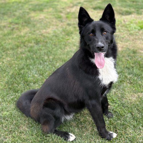 Enlarge Oso, a Adoptable mixed breed in Lathrop, CA image 2/4