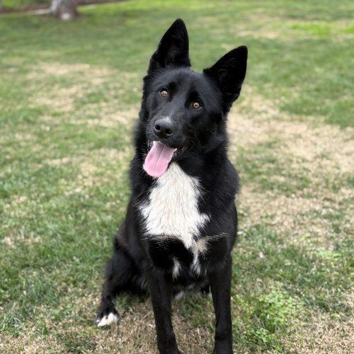 Enlarge Oso, a Adoptable mixed breed in Lathrop, CA image 3/4