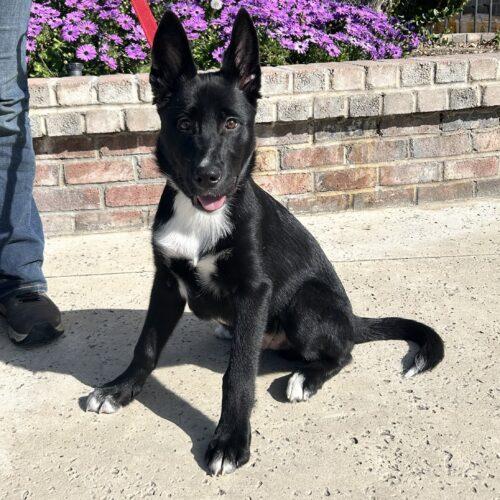 Enlarge Oso, a Adoptable mixed breed in Lathrop, CA image 4/4