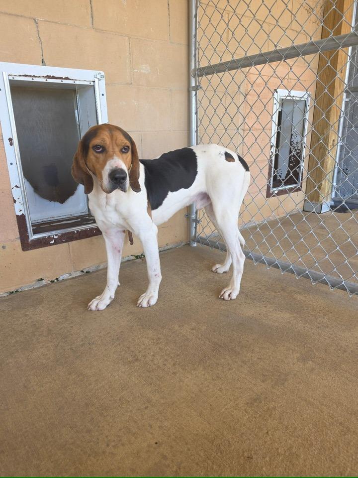 WORLEY, an adopted Treeing Walker Coonhound in Newborn, GA image 2/4