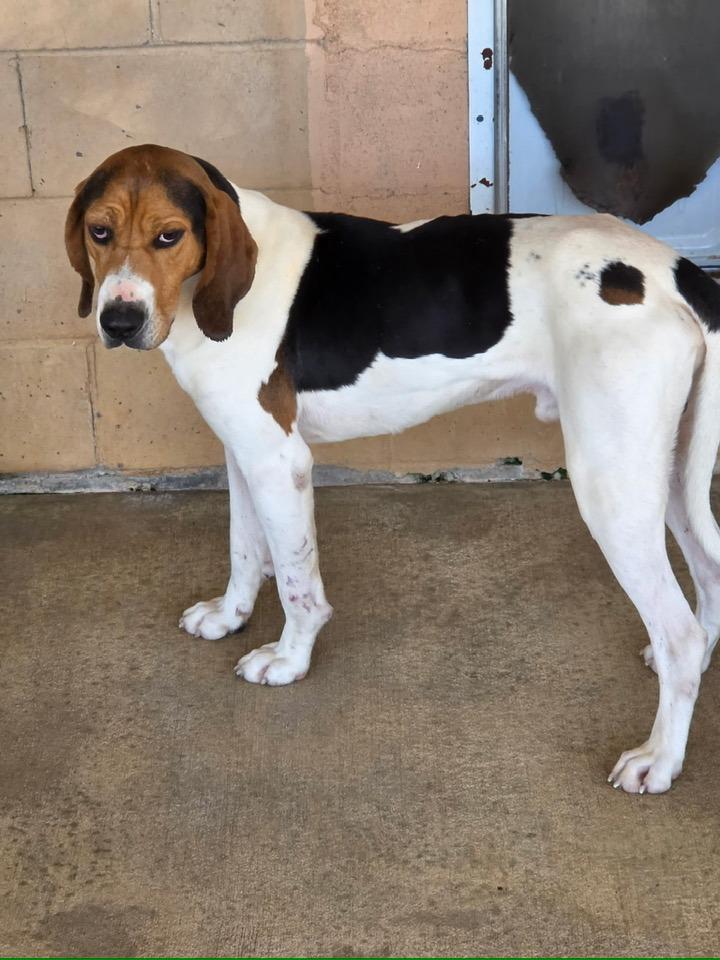 WORLEY, adopted, Young Male Treeing Walker Coonhound.