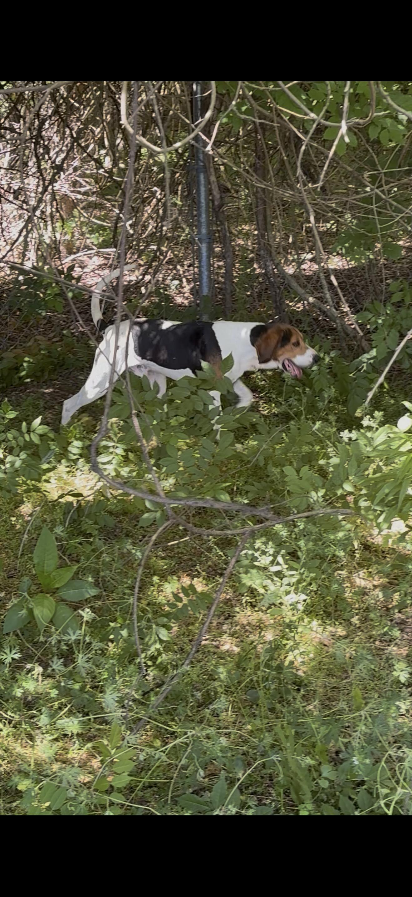 WORLEY, an adopted Treeing Walker Coonhound in Newborn, GA image 3/4