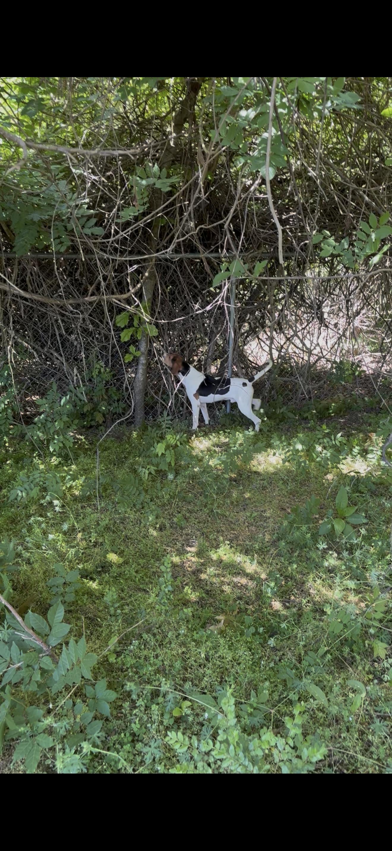 WORLEY, an adopted Treeing Walker Coonhound in Newborn, GA image 4/4