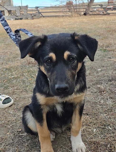 Bear, adopted, Young Male Australian Shepherd.