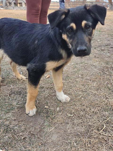 Enlarge Bear, an adopted mixed breed in Riverton, WY image 3/3