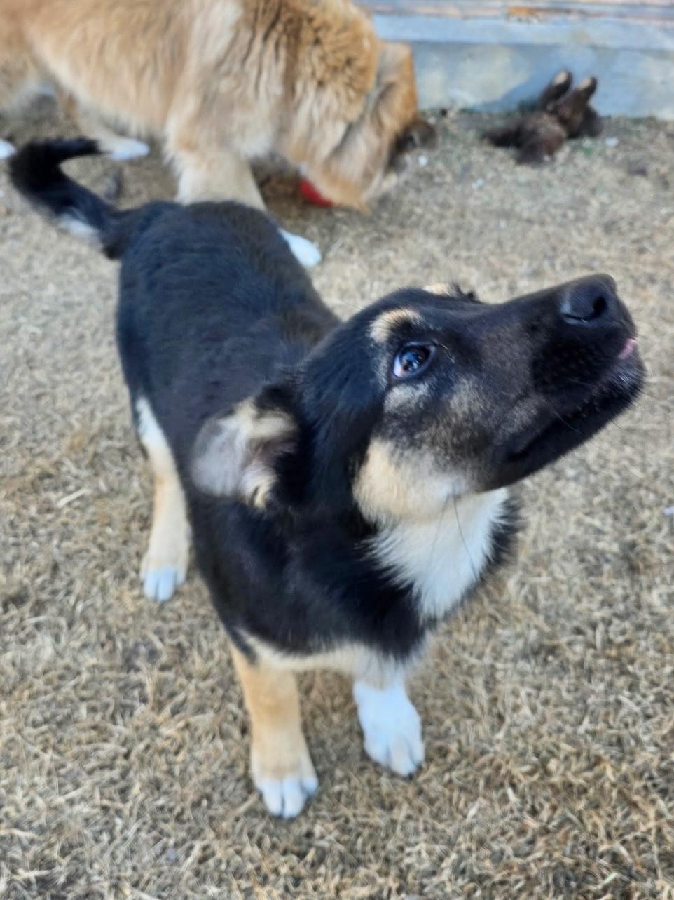 Enlarge Bear, an adopted mixed breed in Riverton, WY image 2/3
