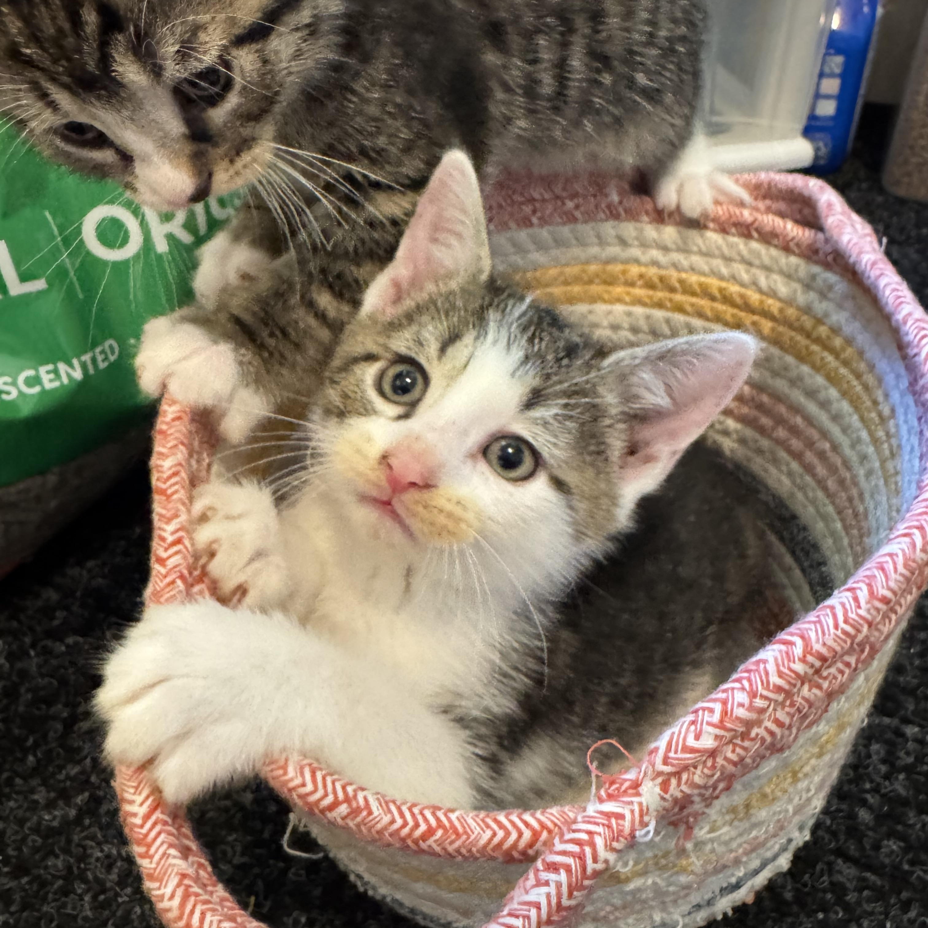 Biscuit, an adopted Domestic Short Hair in Syosset, NY image 3/6