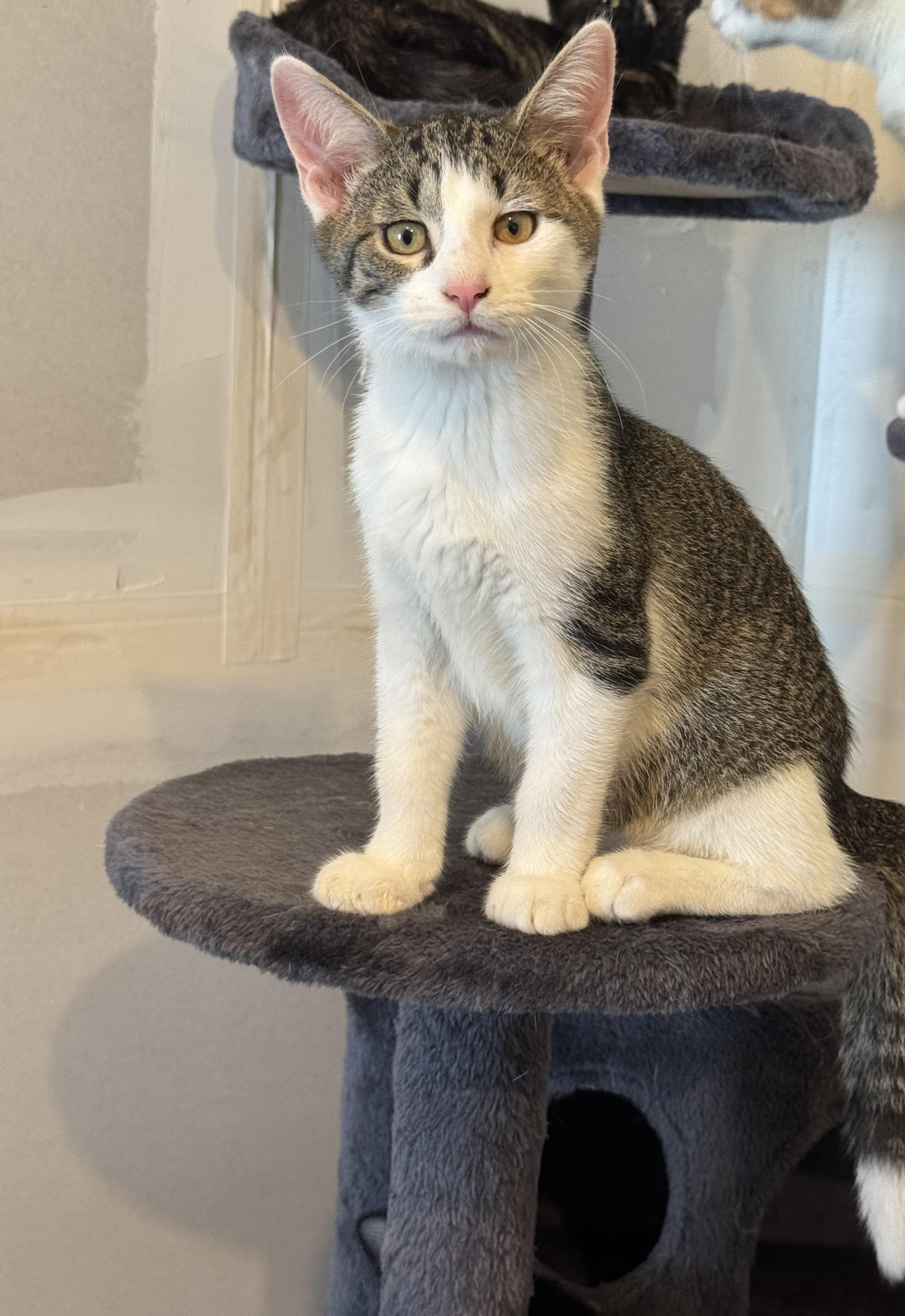 Biscuit, adopted, Kitten Female Domestic Short Hair.