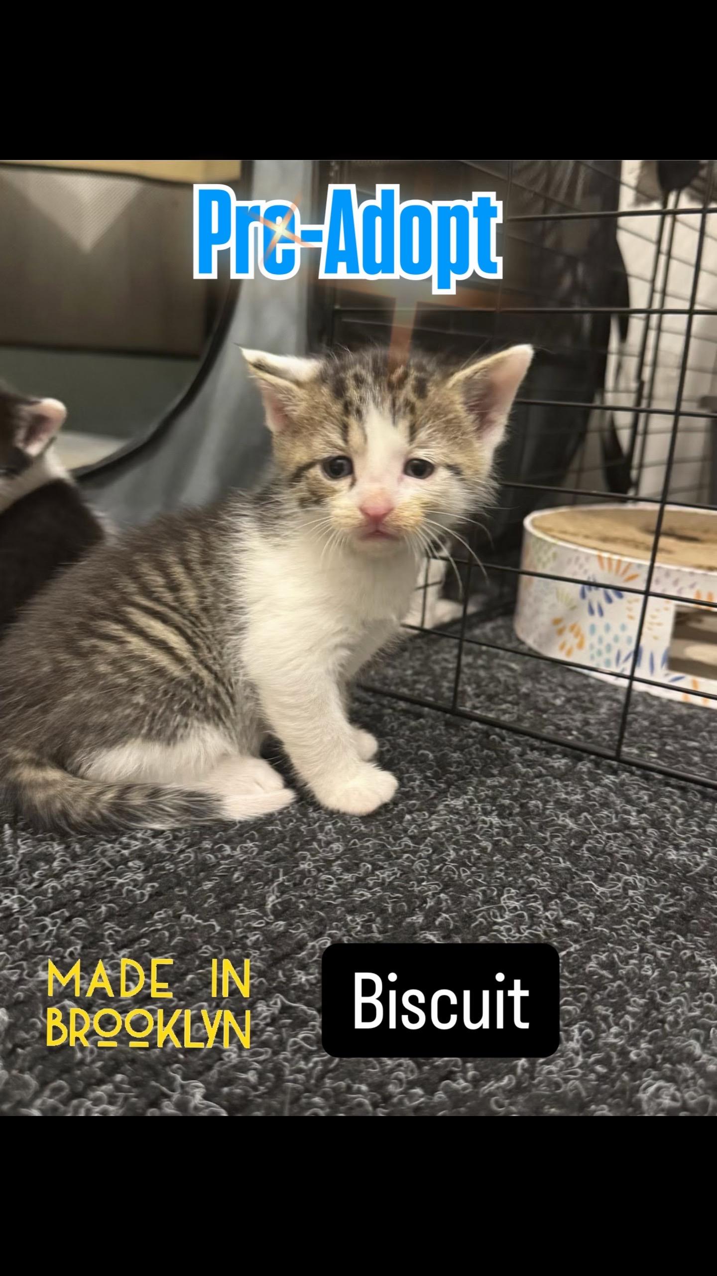 Biscuit, an adopted Domestic Short Hair in Syosset, NY image 6/6