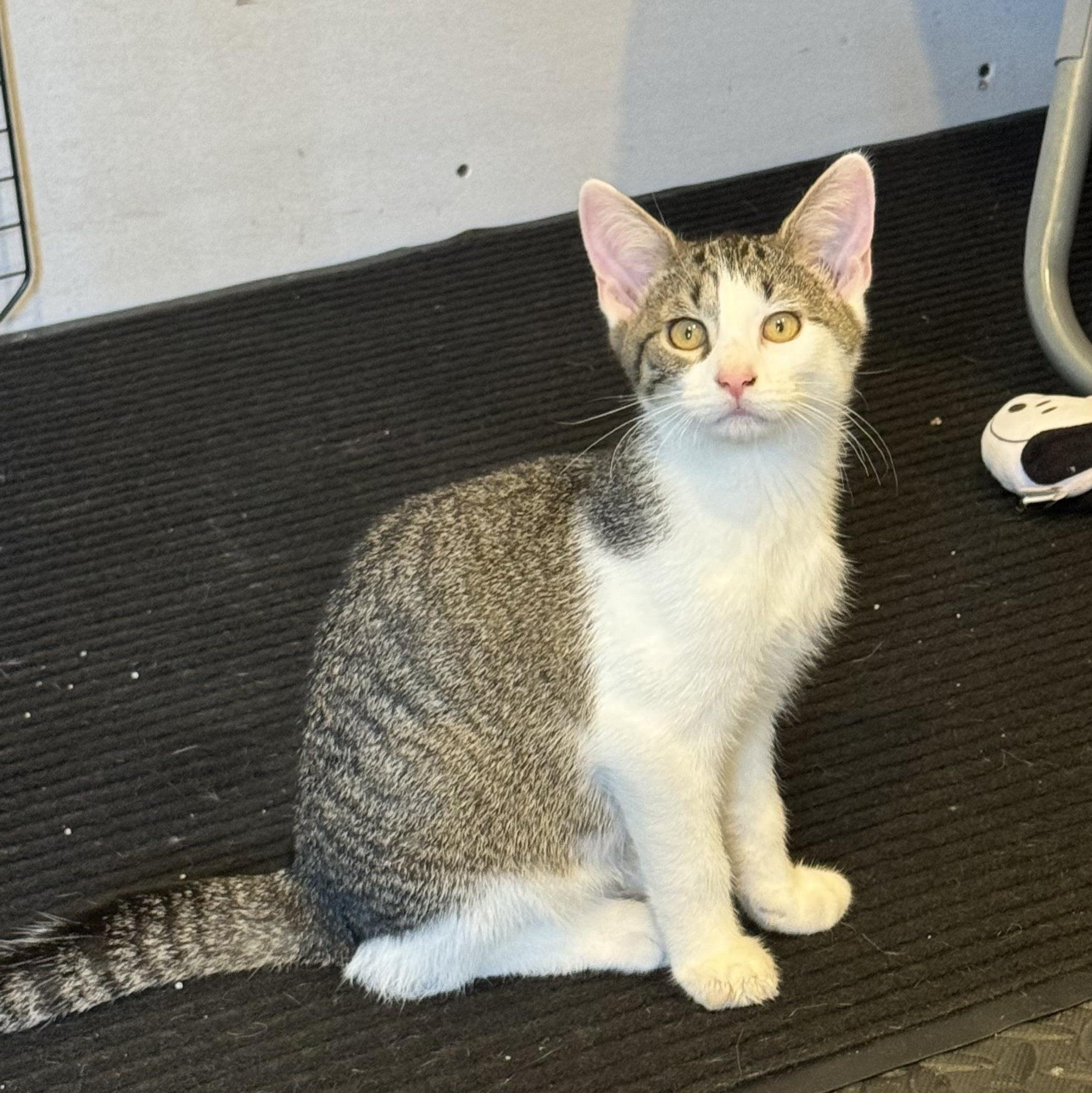 Biscuit, an adopted Domestic Short Hair in Syosset, NY image 2/6