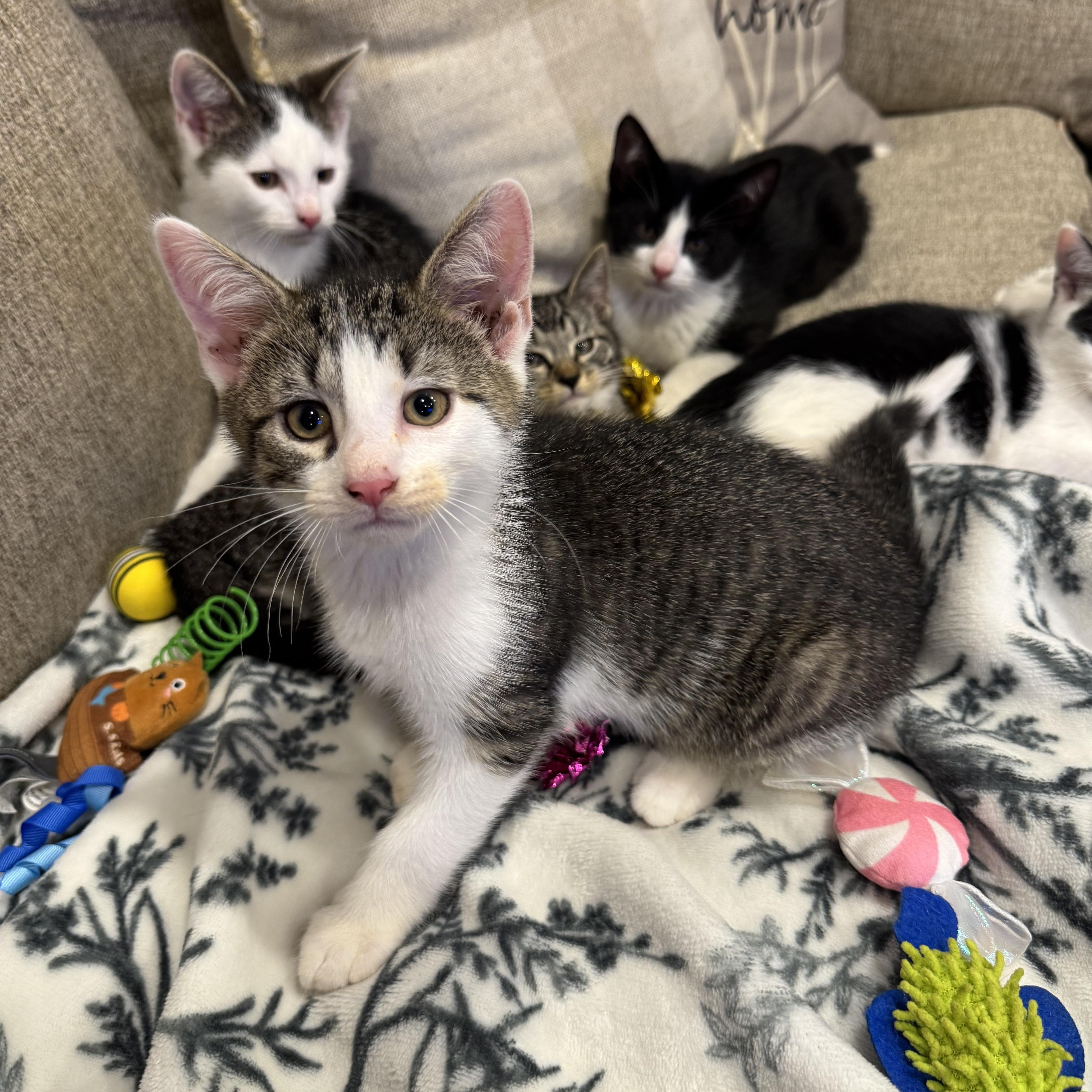 Biscuit, an adopted Domestic Short Hair in Syosset, NY image 5/6
