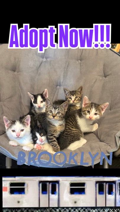 Enlarge Biscuit, an adopted Domestic Short Hair in Syosset, NY video 4/6