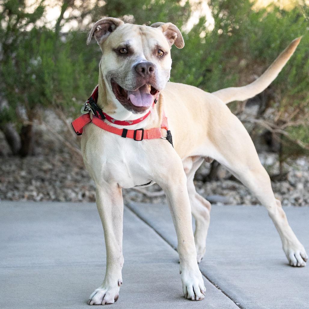 Enlarge Tom Hardy, a Adoptable mixed breed in Albuquerque, NM image 4/6