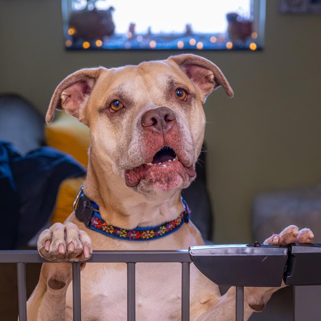 Enlarge Tom Hardy, a Adoptable mixed breed in Albuquerque, NM image 5/6