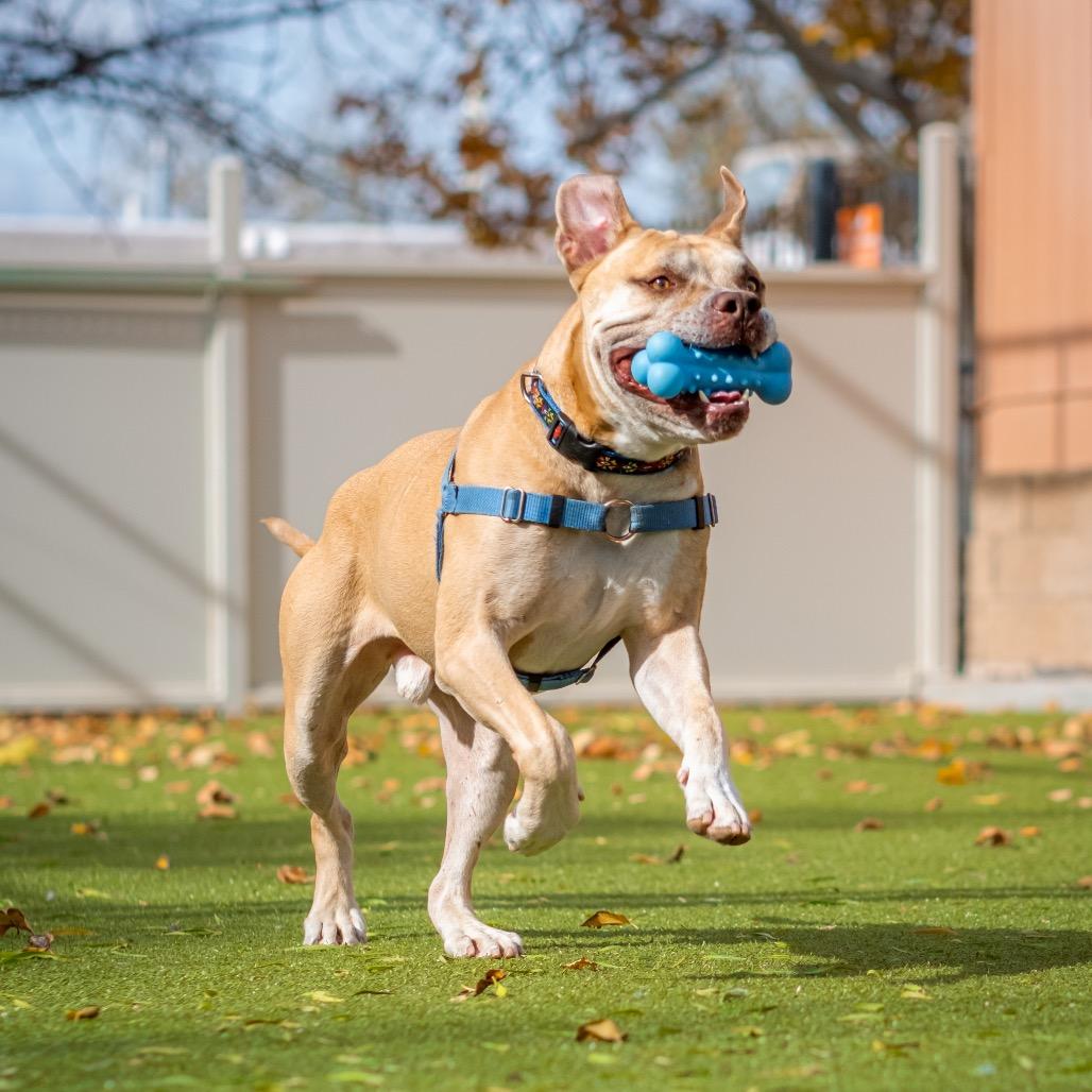 Enlarge Tom Hardy, a Adoptable mixed breed in Albuquerque, NM image 6/6