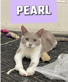 Enlarge Pearl, a Adoptable American Shorthair in Ridgway, PA image 1/1