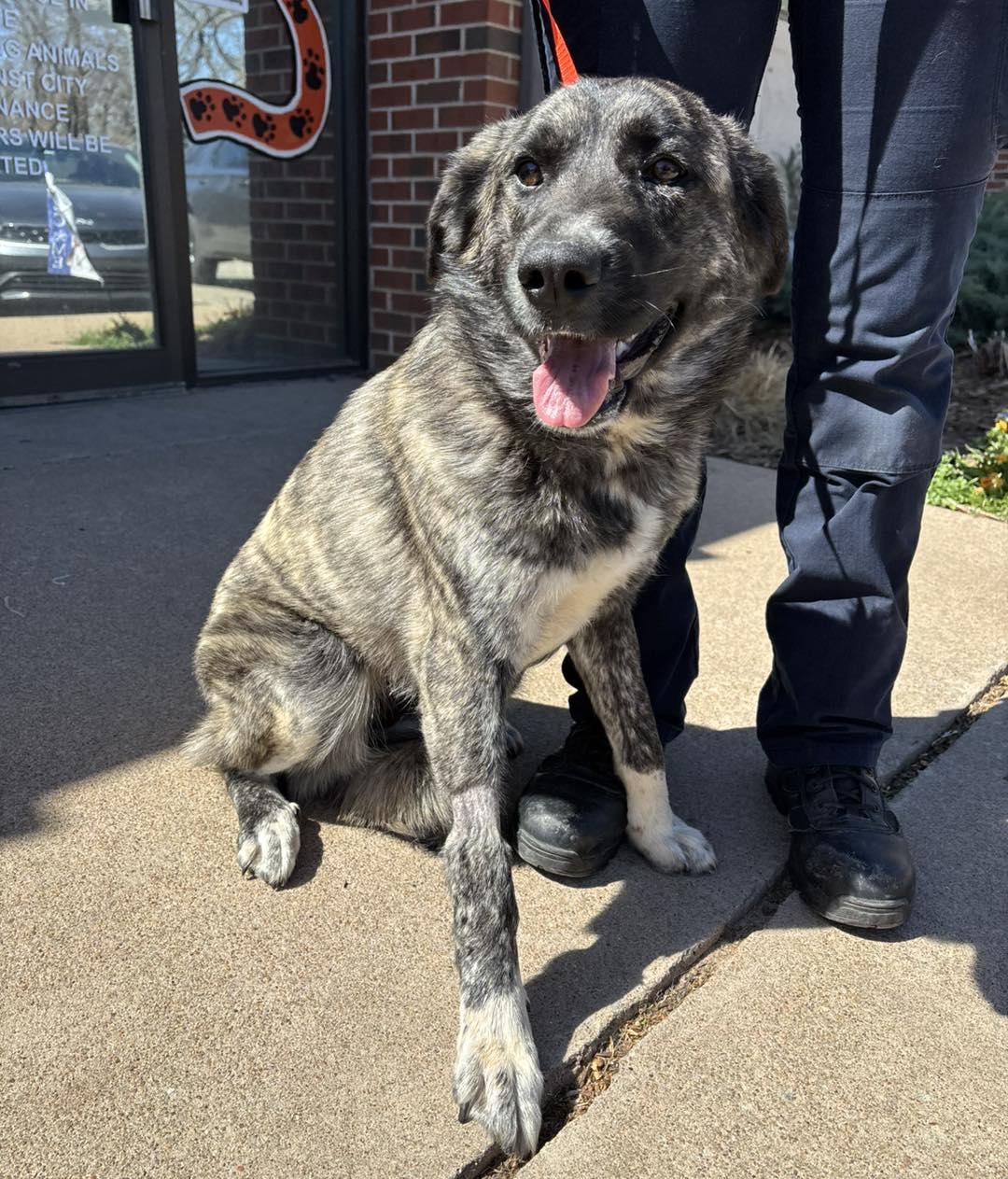 Enlarge Summer, an adopted mixed breed in Stillwater, OK image 1/1