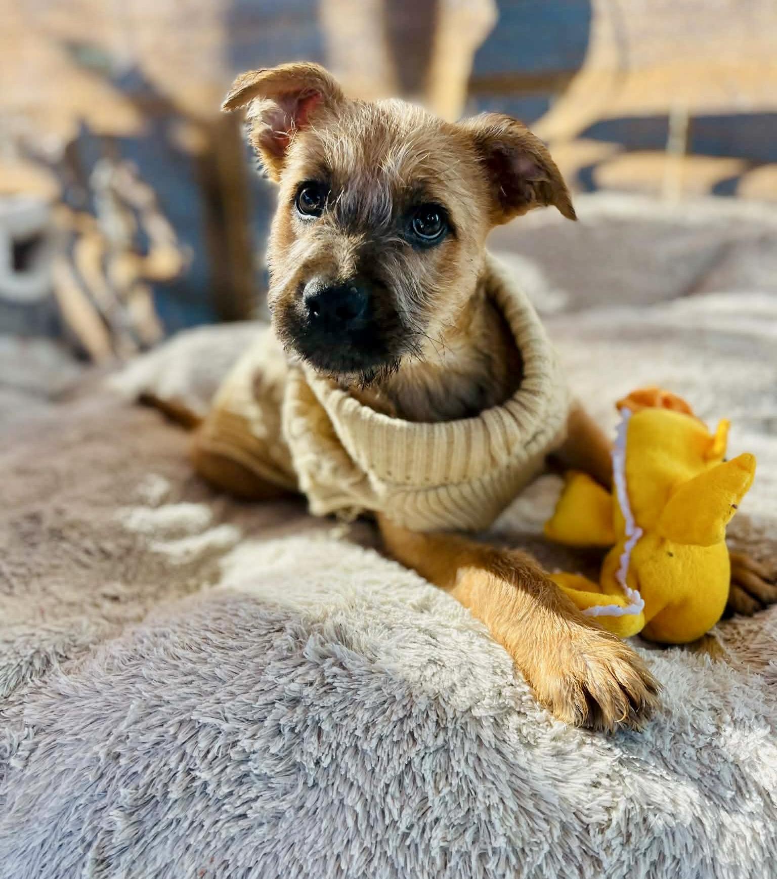 Danny, Adoptable, Puppy Male Terrier.