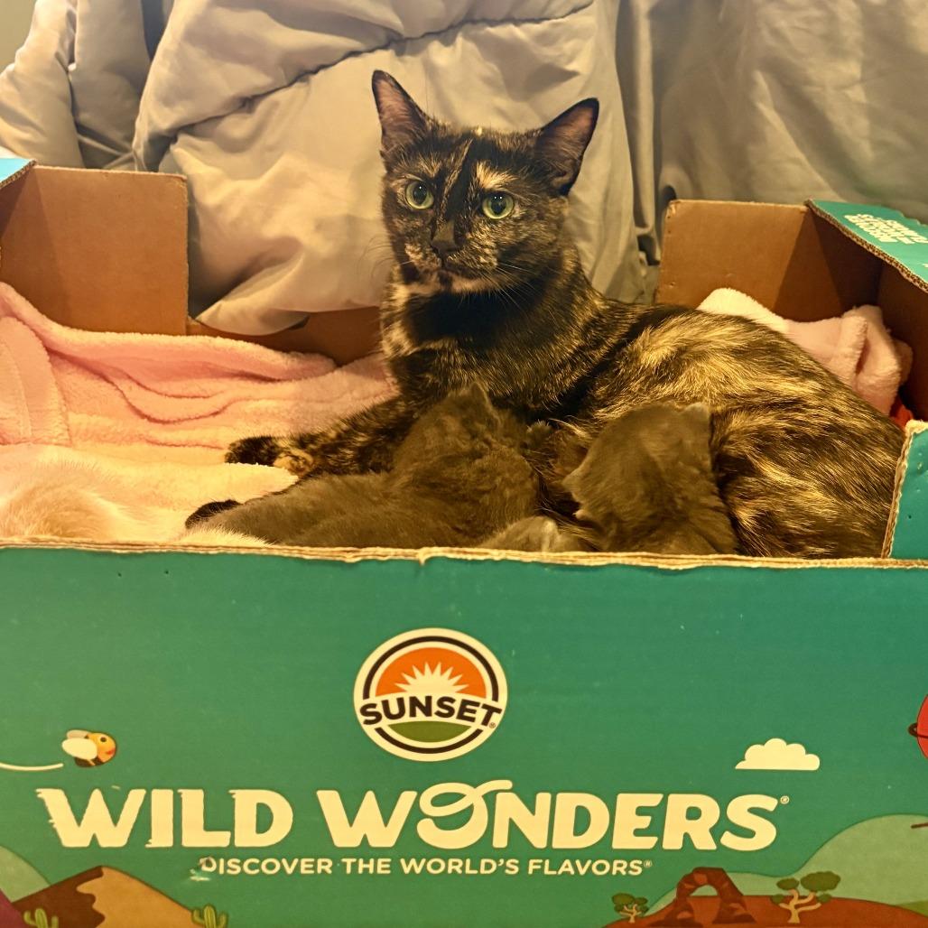 Gigi, Adoptable, Adult Female Domestic Short Hair.