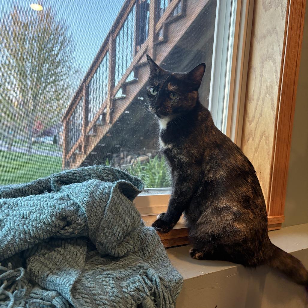 Enlarge Gigi, a Adoptable Domestic Short Hair in Chaska, MN image 3/6
