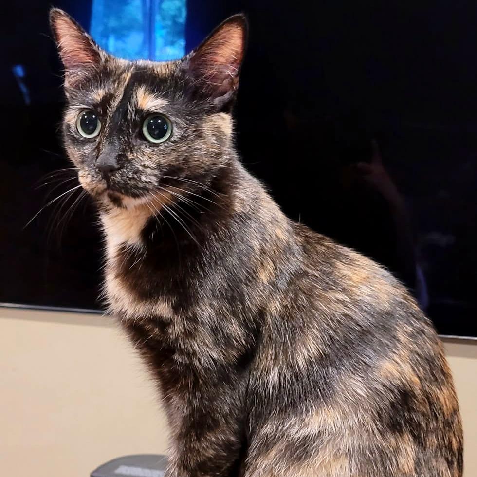 Enlarge Gigi, a Adoptable Domestic Short Hair in Chaska, MN image 4/6