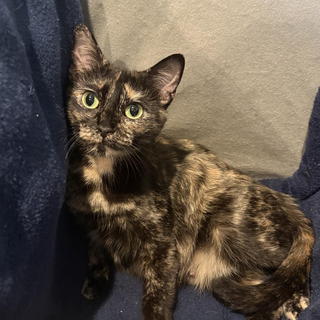 Enlarge Gigi, a Adoptable Domestic Short Hair in Chaska, MN image 5/6