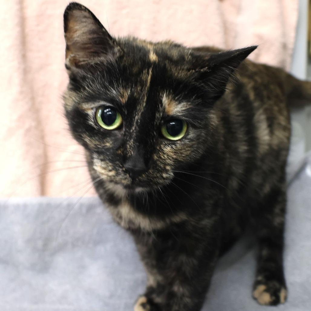Enlarge Gigi, a Adoptable Domestic Short Hair in Chaska, MN image 6/6
