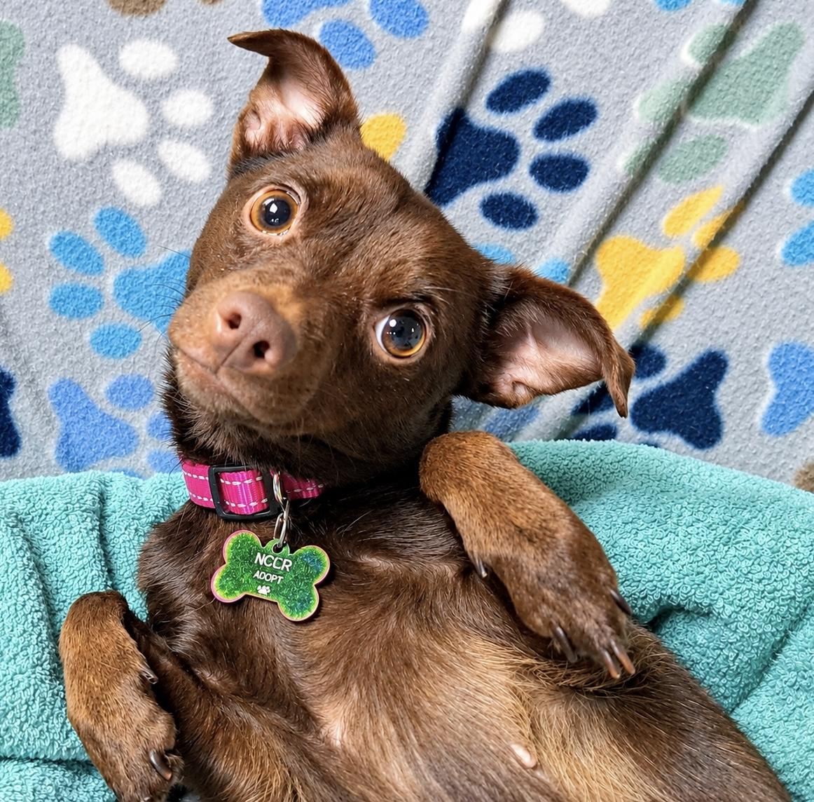 Enlarge Polly Parton, a Adoptable mixed breed in Westfield, NY image 3/6