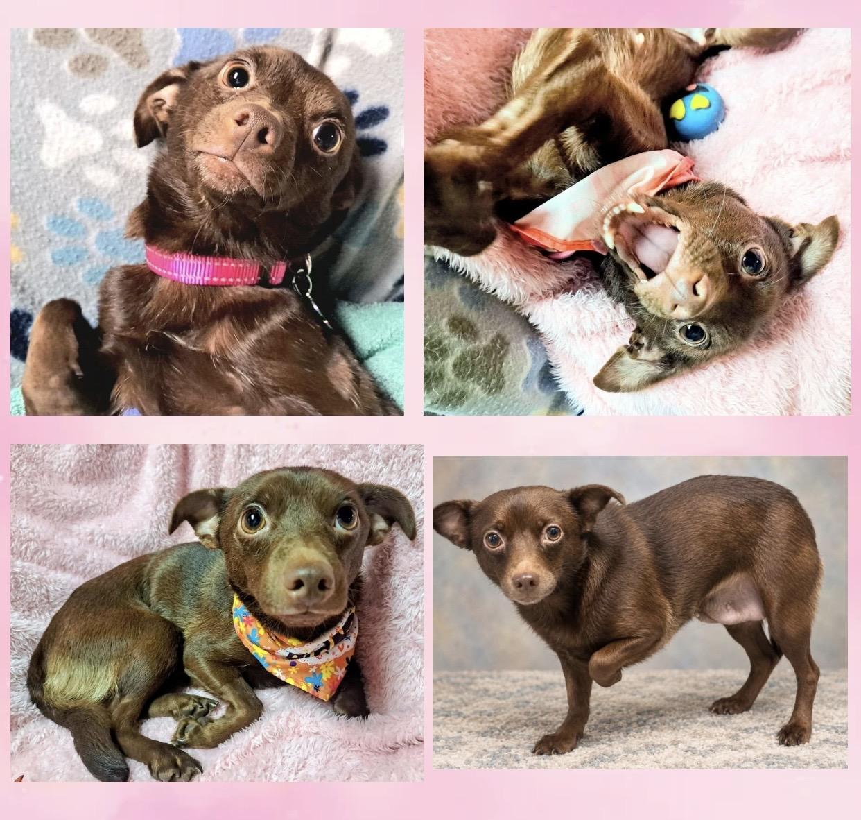 Enlarge Polly Parton, a Adoptable mixed breed in Westfield, NY image 4/6