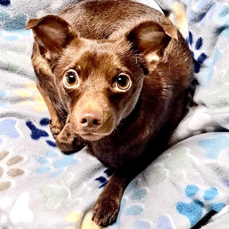Enlarge Polly Parton, a Adoptable mixed breed in Westfield, NY image 2/6