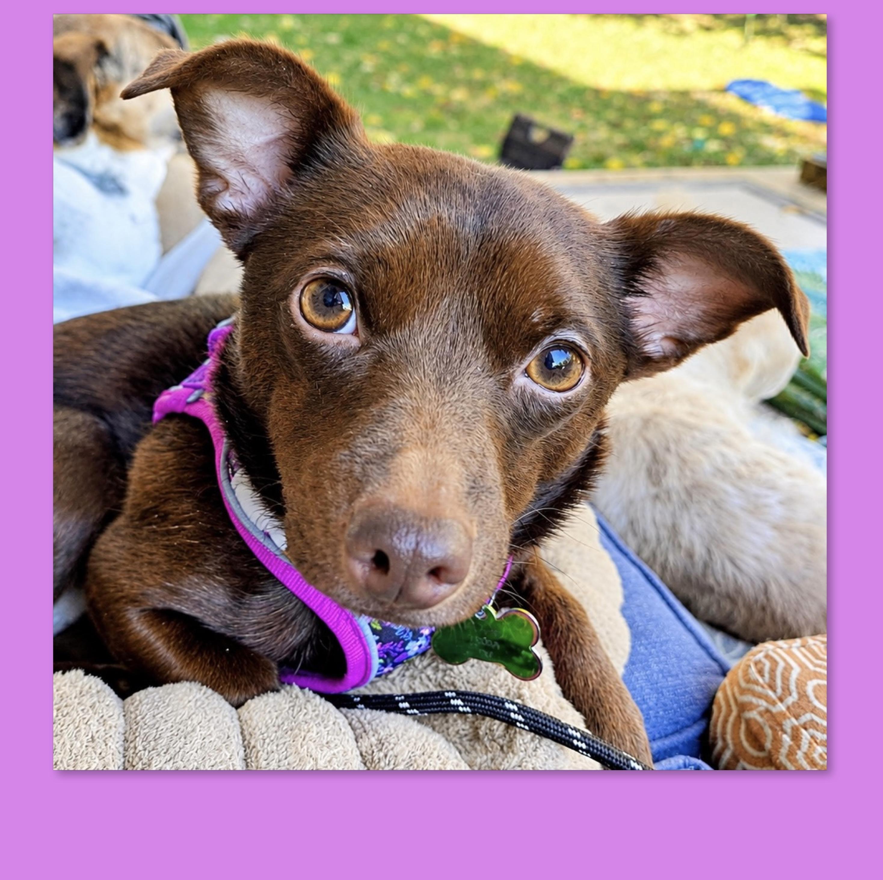 Polly Parton, Adoptable, Adult Female Chihuahua.