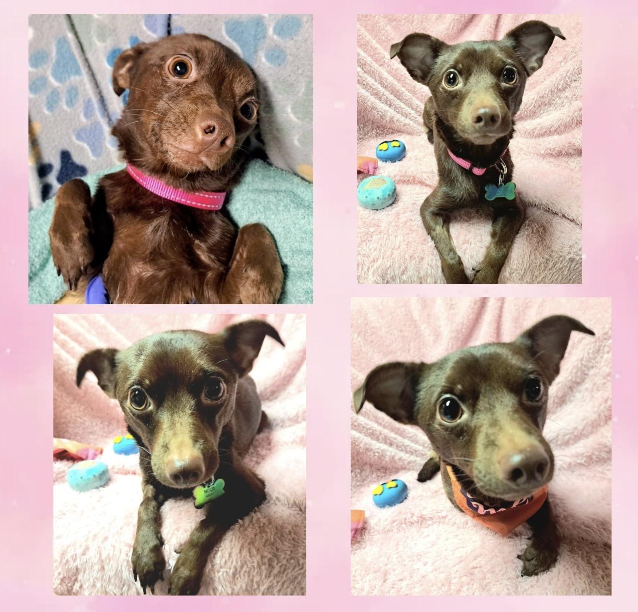Enlarge Polly Parton, a Adoptable mixed breed in Westfield, NY image 5/6