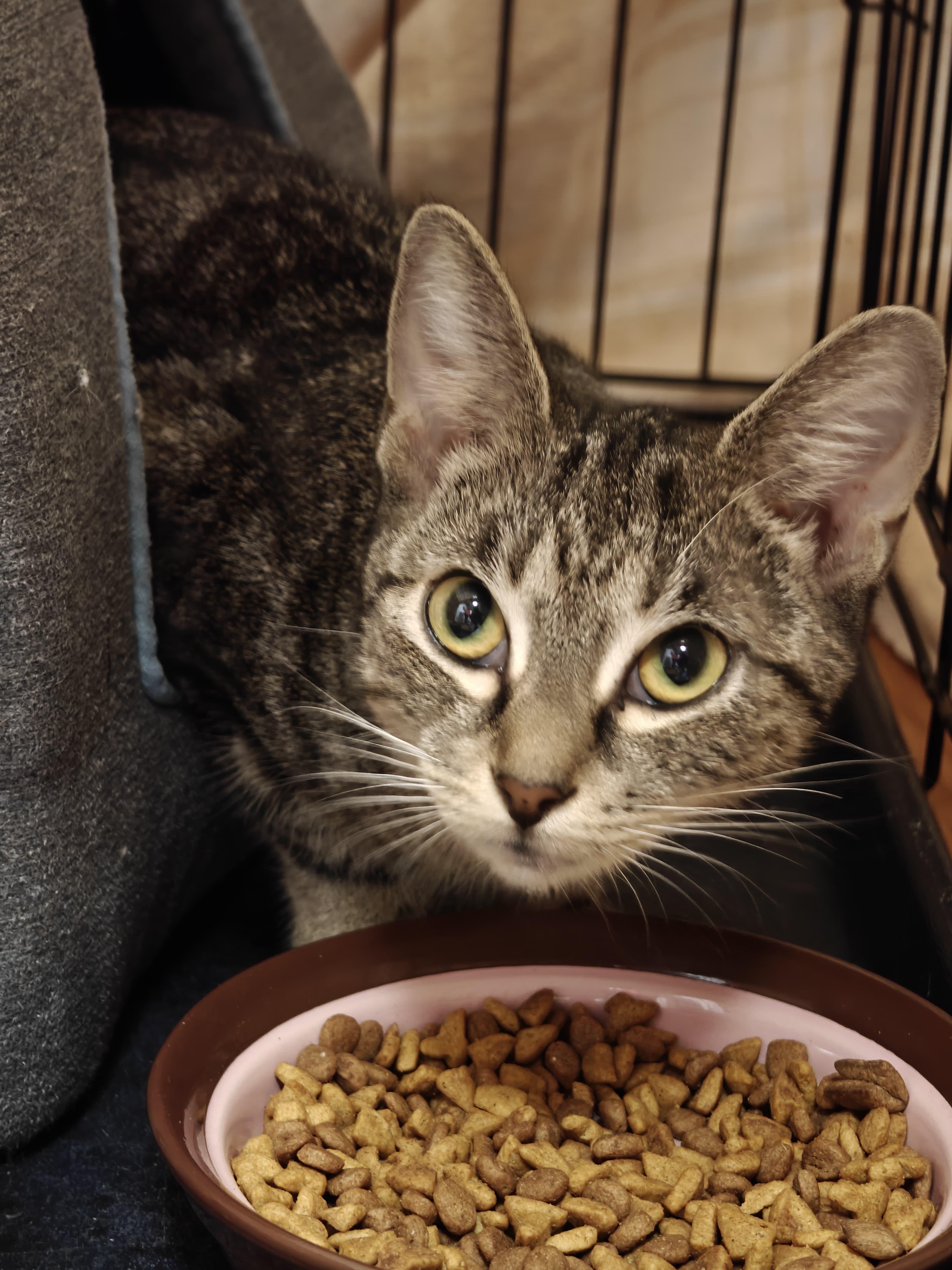 Enlarge Rebecca, a Adopted Domestic Short Hair in New Britain, CT image 5/6
