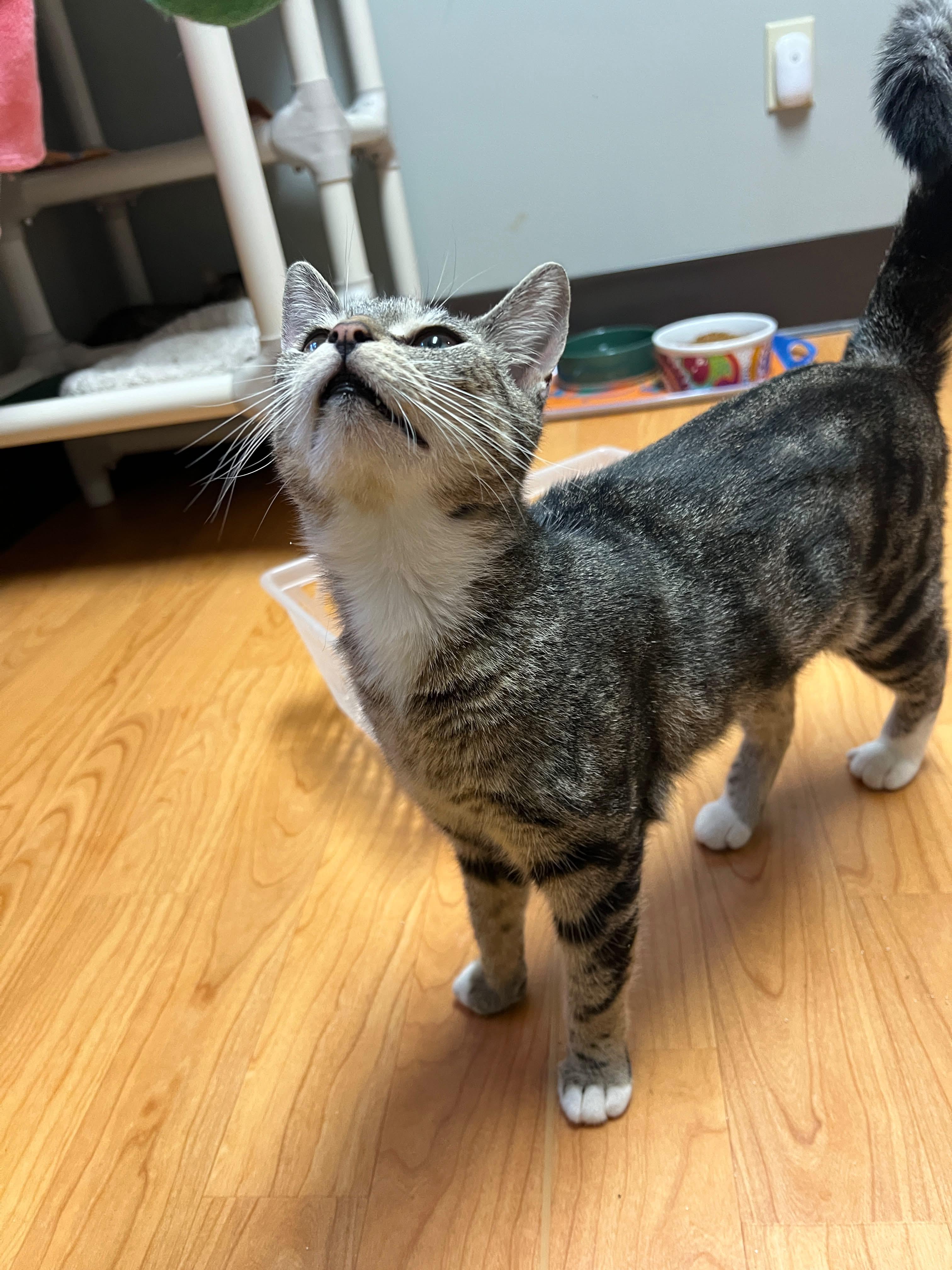 Enlarge Rebecca, a Adopted Domestic Short Hair in New Britain, CT image 3/6