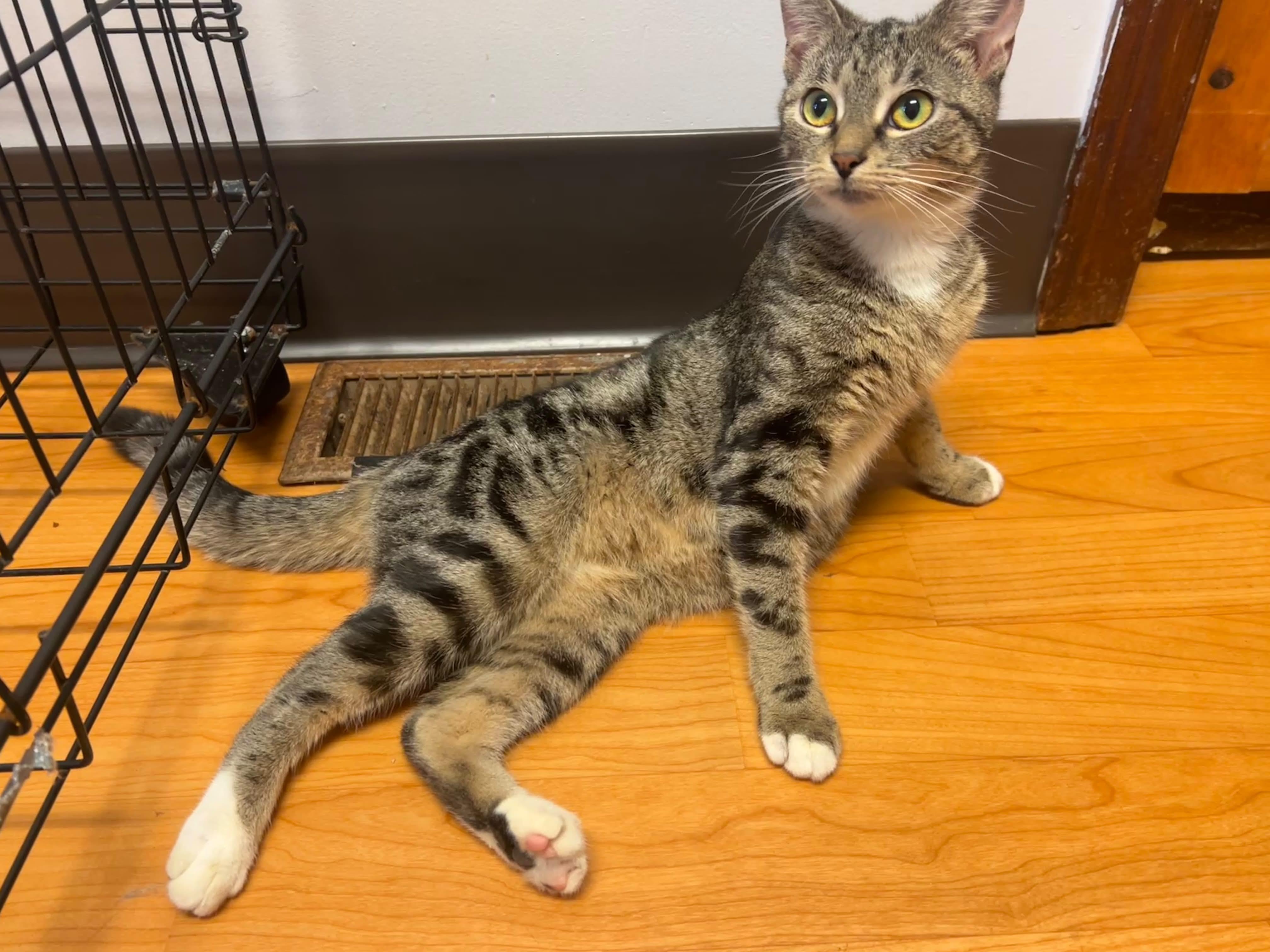 Enlarge Rebecca, a Adopted Domestic Short Hair in New Britain, CT image 1/6