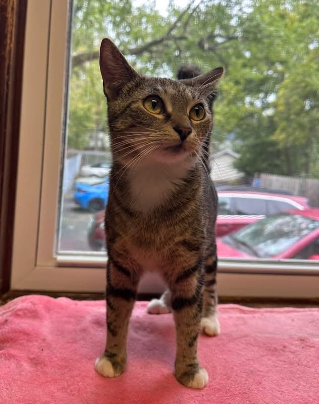 Enlarge Rebecca, a Adopted Domestic Short Hair in New Britain, CT image 6/6