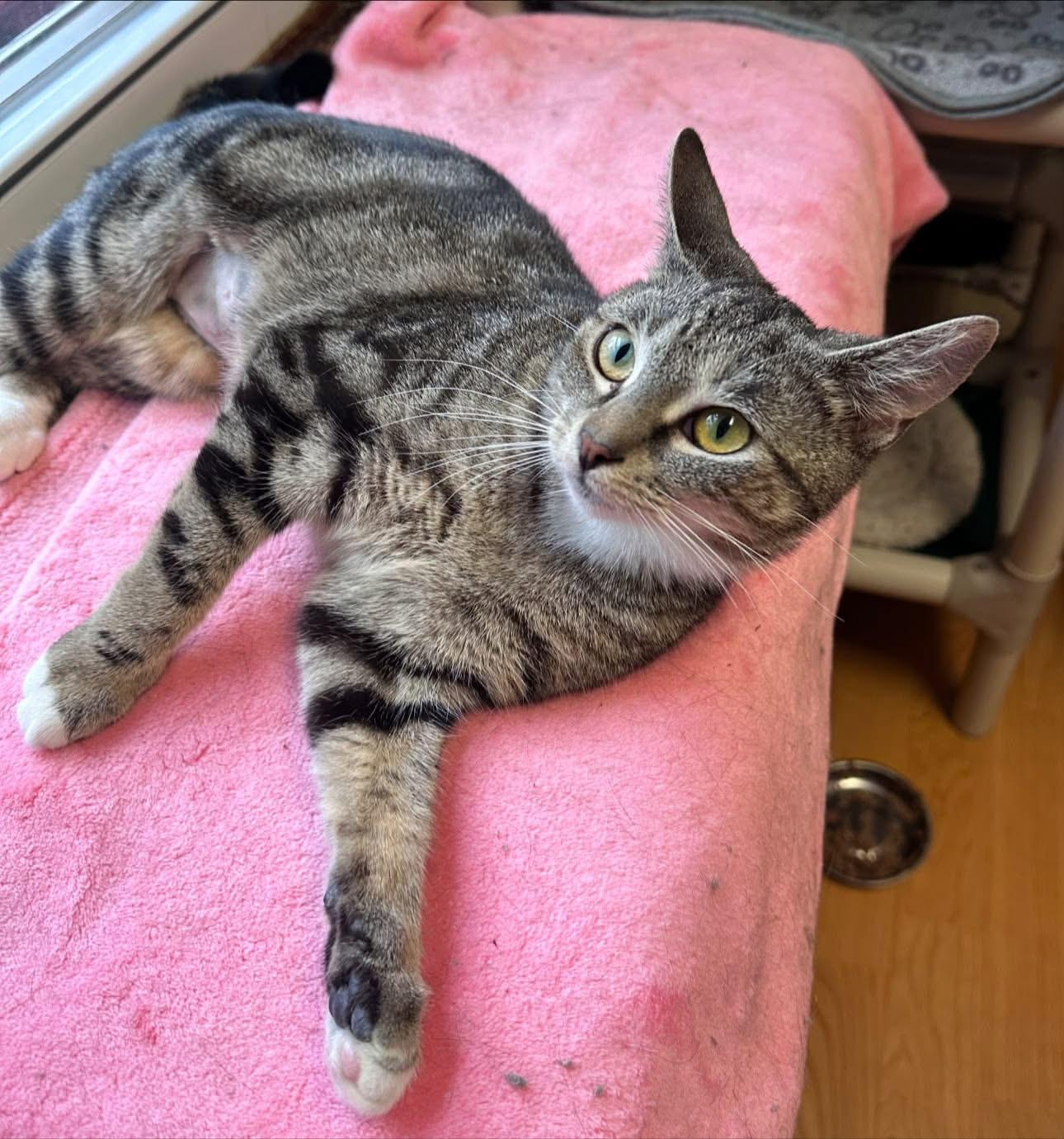 Enlarge Rebecca, a Adopted Domestic Short Hair in New Britain, CT image 2/6