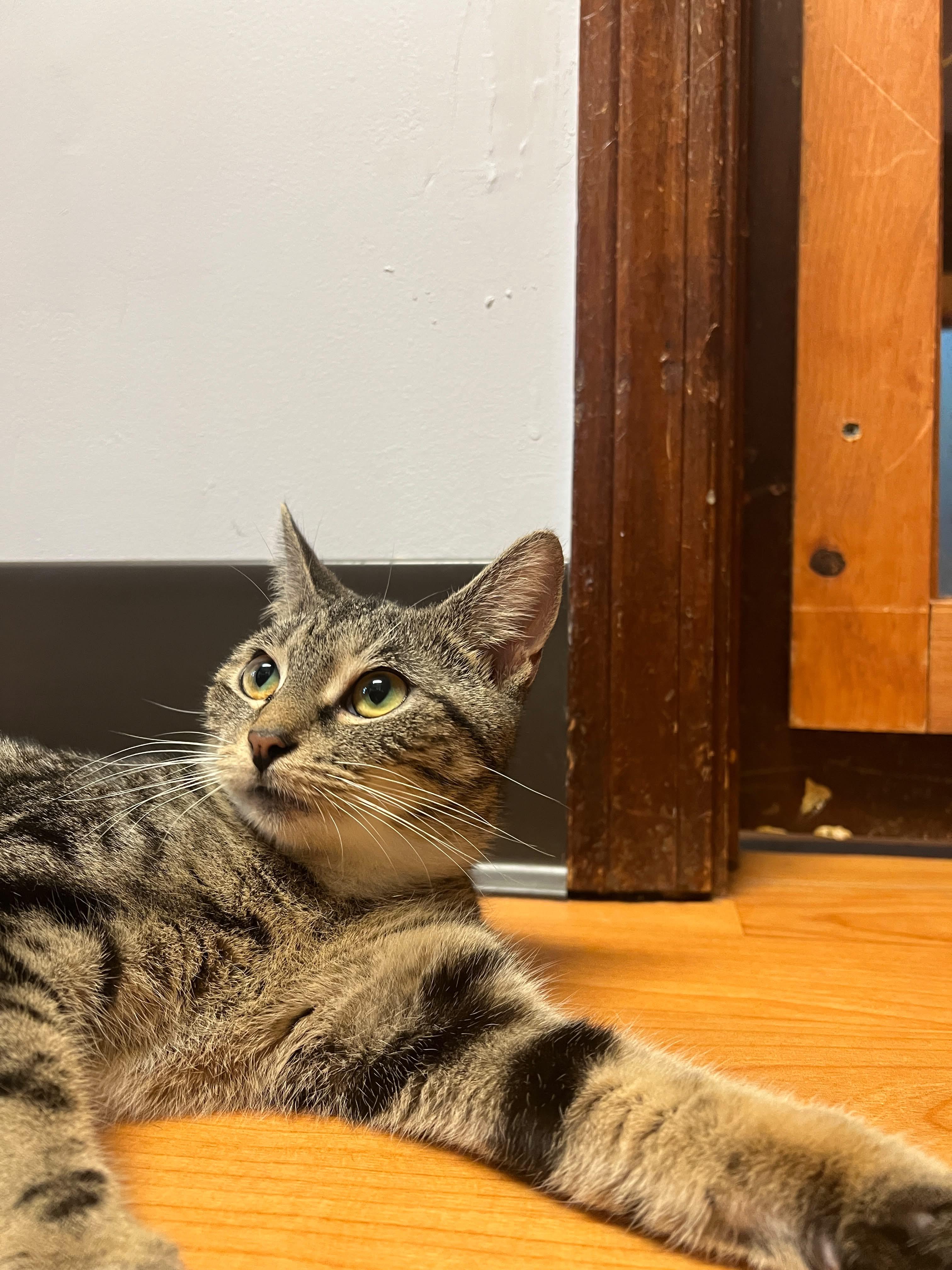 Enlarge Rebecca, a Adopted Domestic Short Hair in New Britain, CT image 4/6