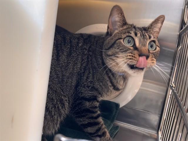 WORKMAN, Adoptable, Young Female Domestic Short Hair.