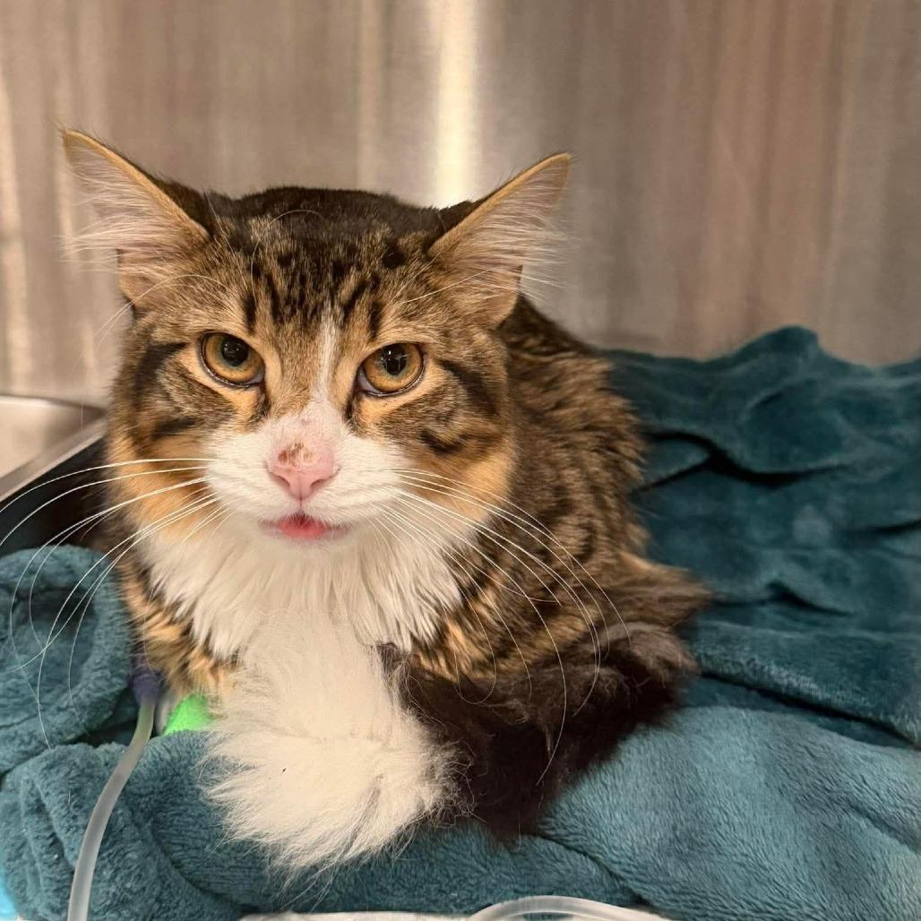 Reginald, Adoptable, Young Male Domestic Short Hair.