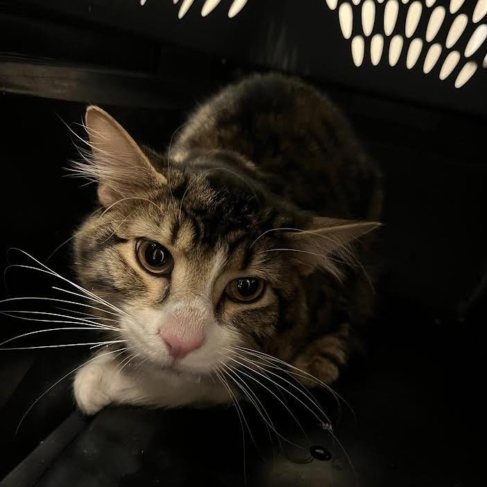 Reginald, a Adoptable Domestic Short Hair in Middleton, WI image 2/2