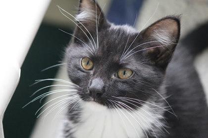 Gothitelle, Adoptable, Kitten Female Domestic Short Hair & Domestic Short Hair.