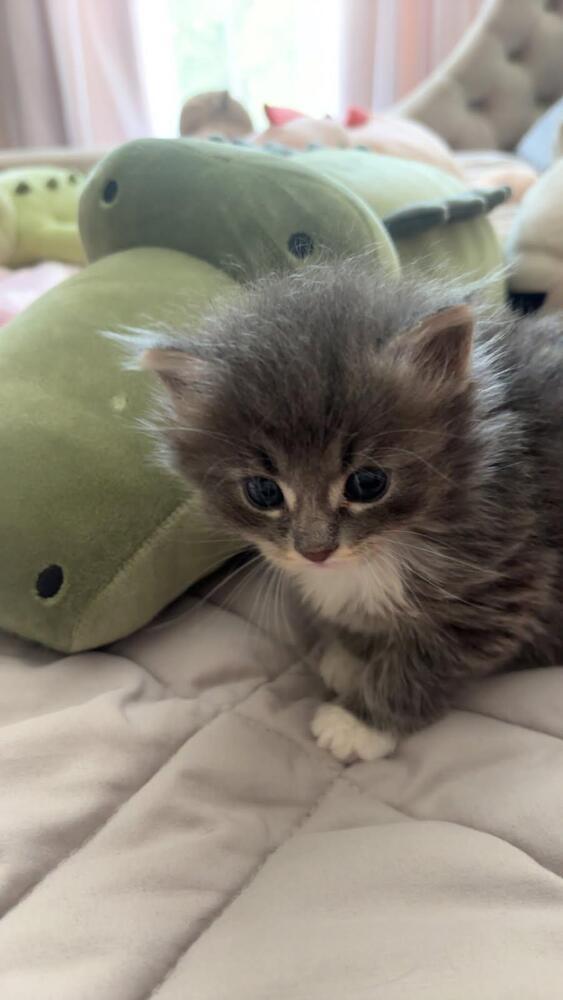 Iris, Adopted, Kitten Female Domestic Long Hair.