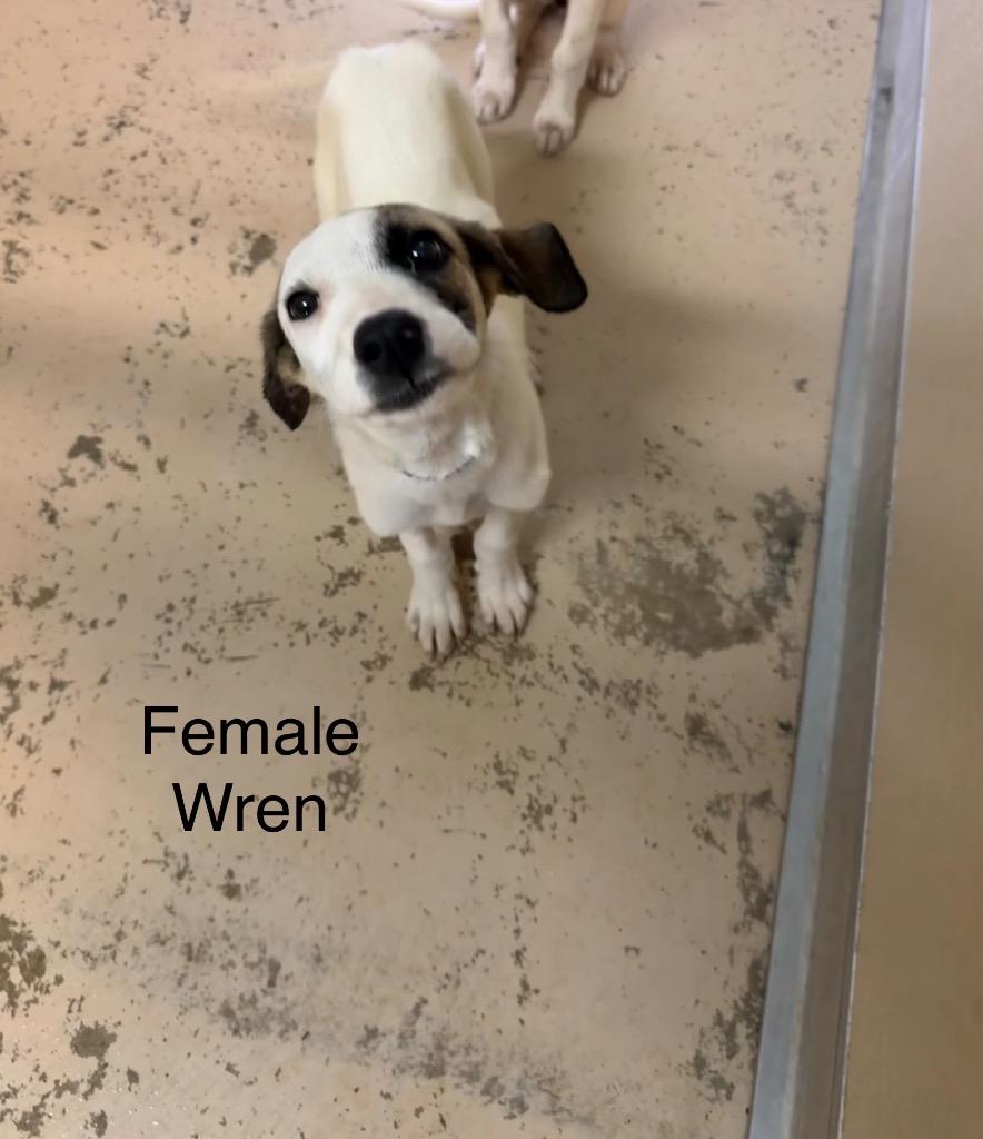 Enlarge Wren, a Adoptable mixed breed in West Union, OH image 1/1
