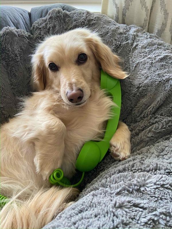 Maki (MD), Adoptable, Senior Male Dachshund.