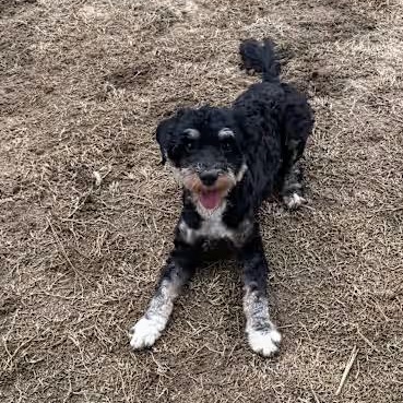 Enlarge Ellie, an adopted Bernedoodle in Atlanta, GA image 2/4