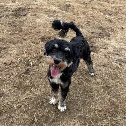 Enlarge Ellie, an adopted Bernedoodle in Atlanta, GA image 3/4