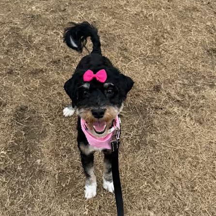 Ellie, adopted, Young Female Bernedoodle.