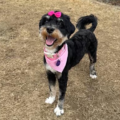 Enlarge Ellie, an adopted Bernedoodle in Atlanta, GA image 4/4